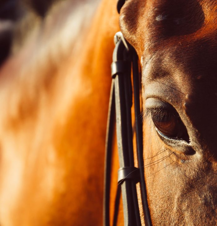 bahia-ecuestre-equino-yegua