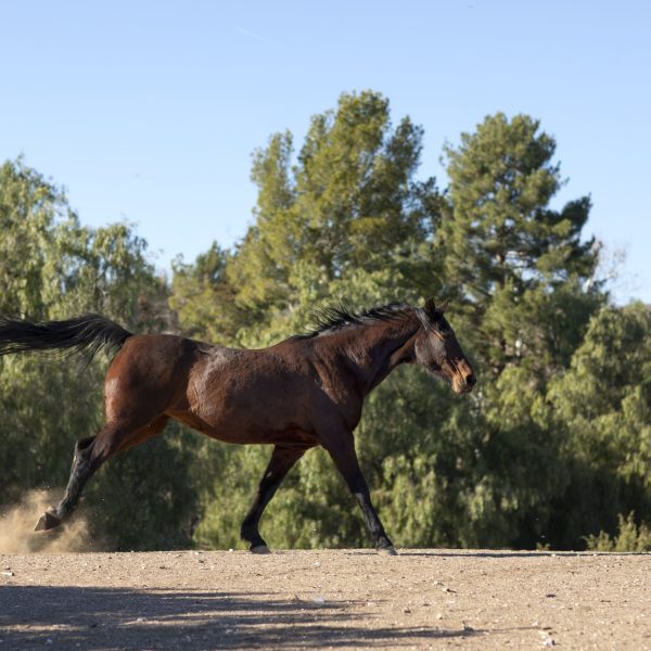cerrar-caballo-en-la-naturaleza